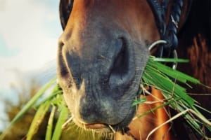 Sistema digestivo del caballo